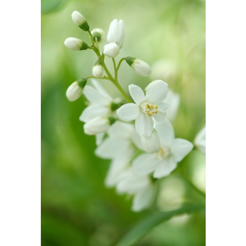 Bruidsbloem - Deutzia gracilis