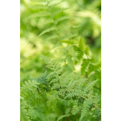 Dryopteris atrata - Niervaren