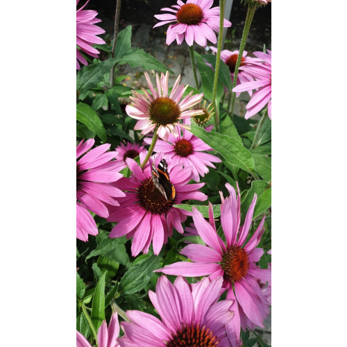 Echinacea purpurea Magnus - Zonnehoed