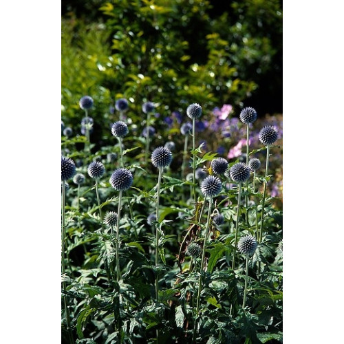 Echinops bannaticus Blue - Kogeldistel
