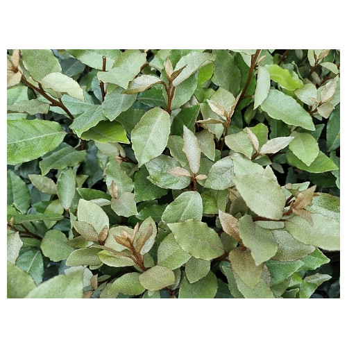 Elaeagnus ebbingei | Olijfwilg | Eleagnus