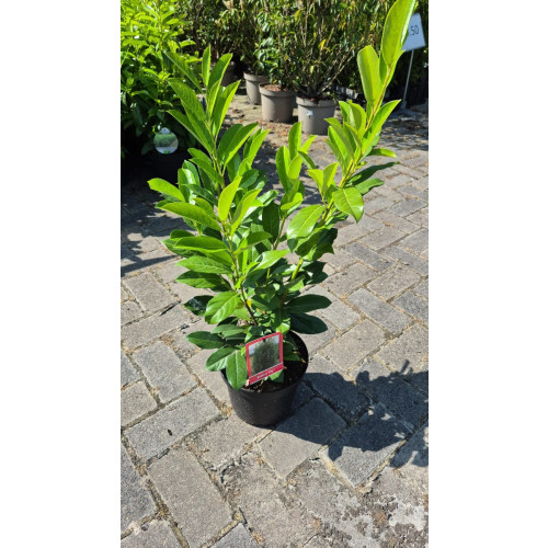 Prunus laur. Elly - Laurier