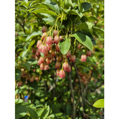 Enkianthus campanulatus - Pronkklokje