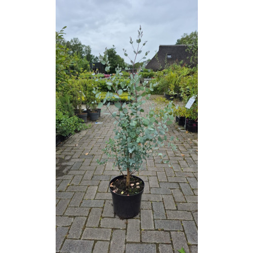 Eucalyptus cinerea