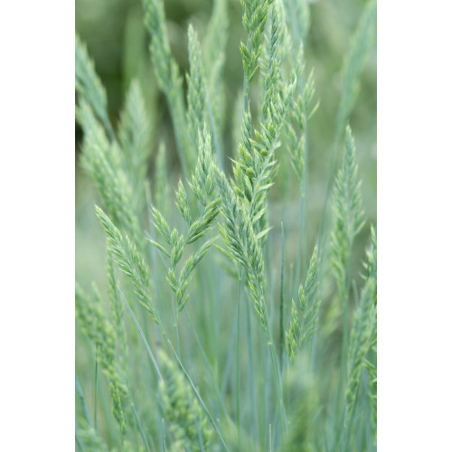 Festuca glauca - Blauw schapengras