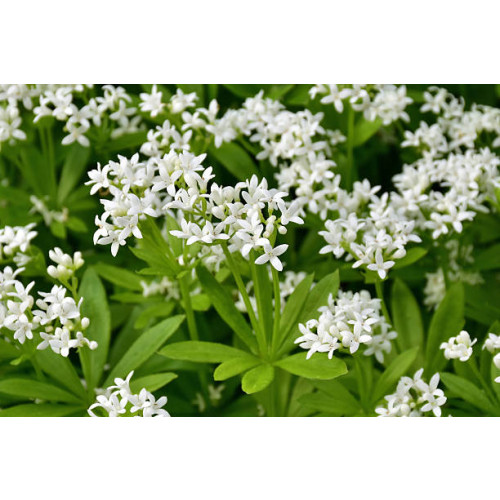 Galium odoratum -Lieve vrouwe bedstro