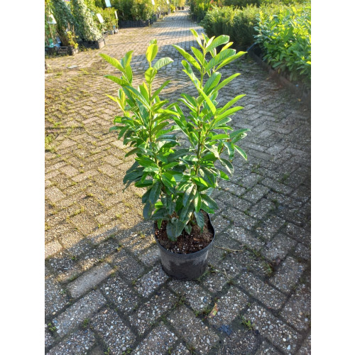 Prunus laur. Genolia - Laurierkers