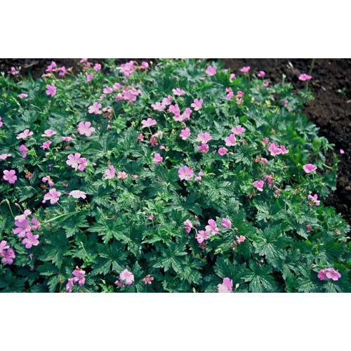 Geranium endressii - Ooievaarsbek