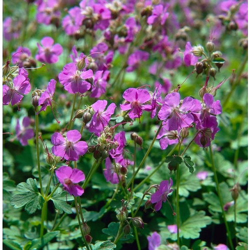 Geranium cantabrigiense Karmina | Ooievaarsbek