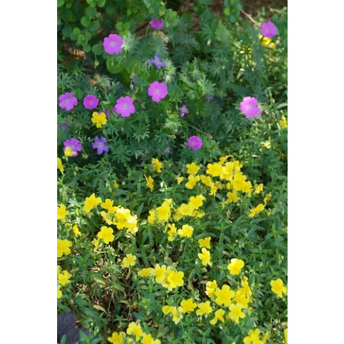 Geranium sanguineum striatum - Ooievaarsbek