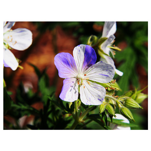 Geranium pratense Splish Splash - Ooievaarsbek