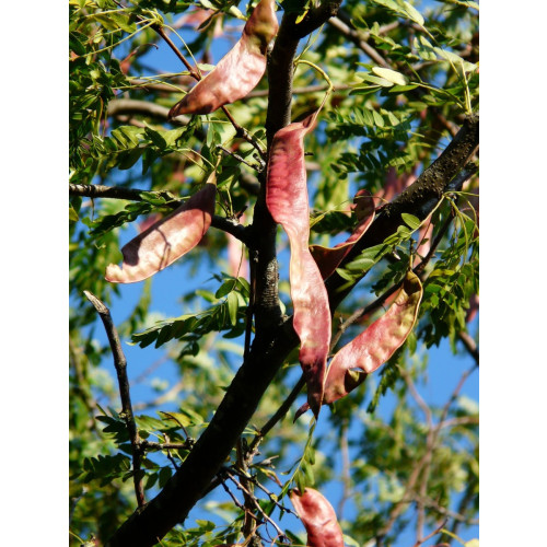 Gleditsia tricanthos - Valse Christusboom