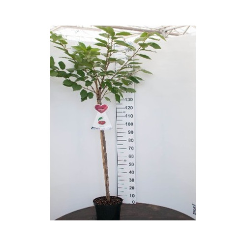 Prunus a. Stella - Kersenboom 
