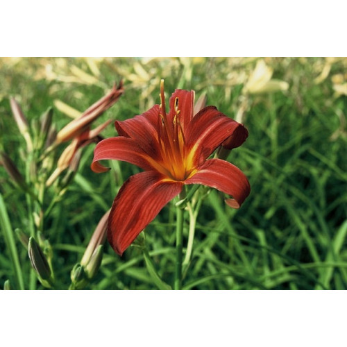 Hemerocallis Sammy Russell - Daglelie