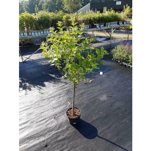 Hydrangea pan. Limelight ®- Pluimhortensia - Op stam