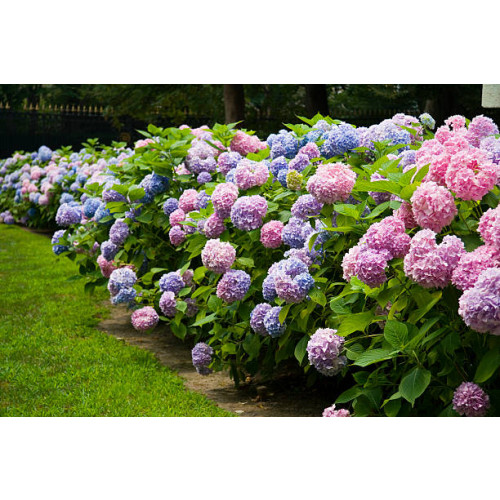 Hydrangea macr. Bodensee