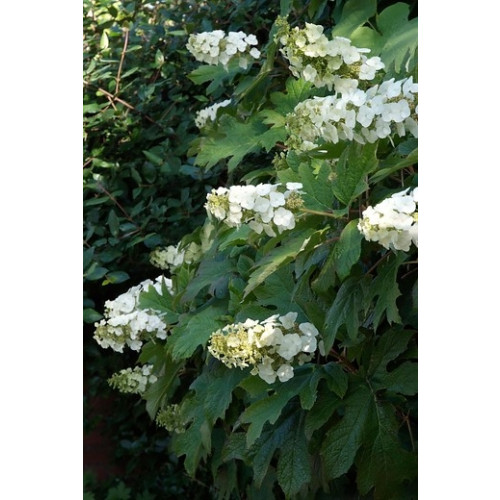 Hydrangea pan. Candlelight - Pluimhortensia