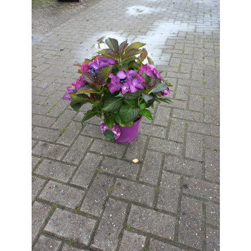 Hydrangea Dark Angel - Hortensia