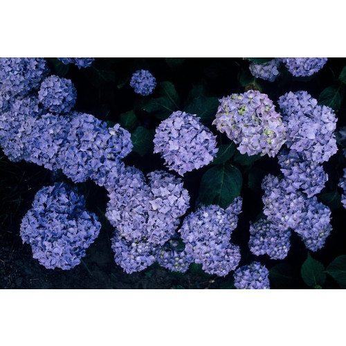 Hydrangea macr. Early Blue - Hortensia