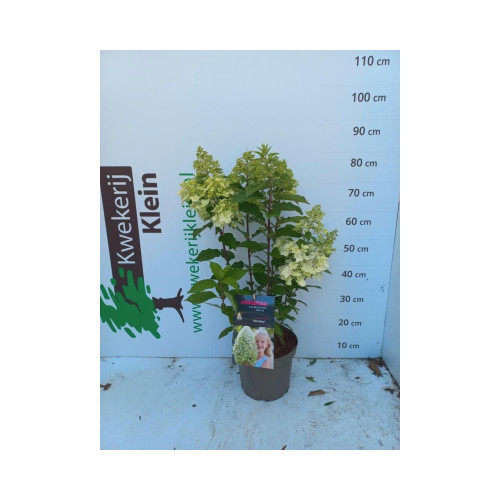 Hydrangea Hercules | Hortensia