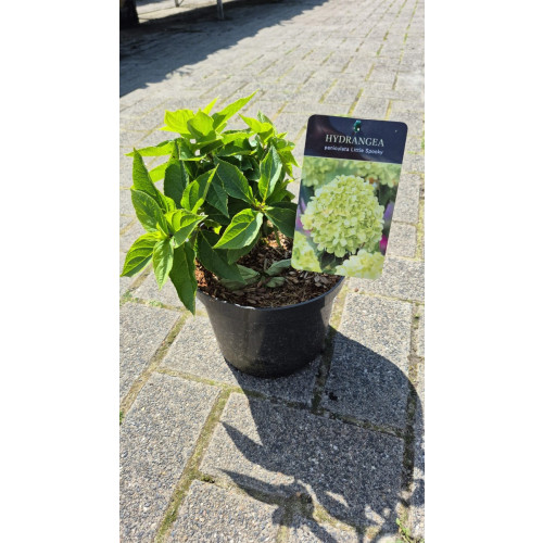 Hydrangea pan. Little Spooky - Pluimhortensia