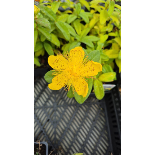 Hypericum Hidcote - Hertshooi