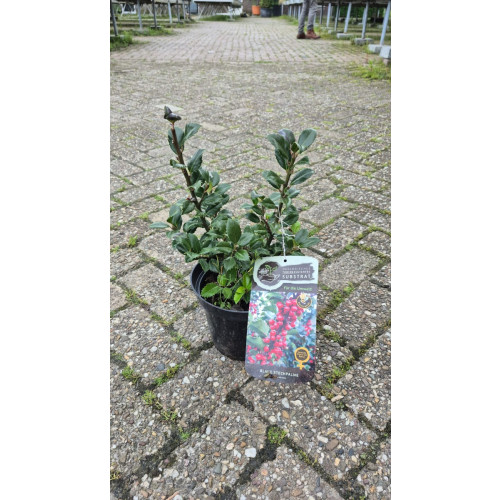 Ilex mes. Blue Princess - Partij hulst