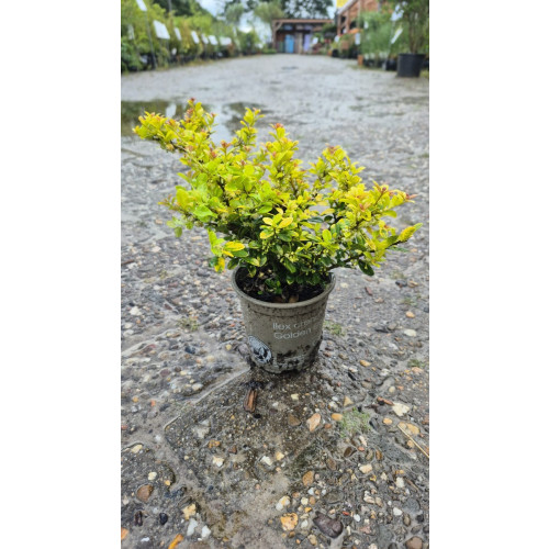 Ilex cr. Golden Gem - Buxusvervanger