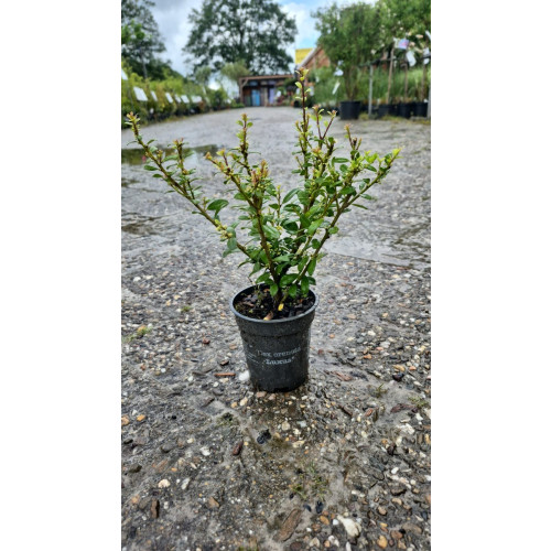 Ilex cr. Luxus - Buxusvervanger