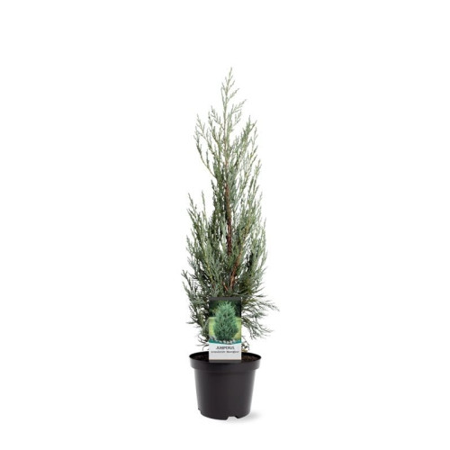 Juniperus scopulorum Moonglow | Jeneverbes