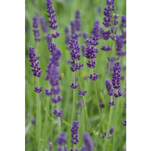 Lavandula angustifolia Hidcote - Lavendel