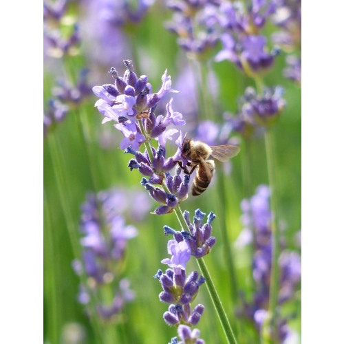 Lavandula angustifolia Dwarf Blue - Lavendel