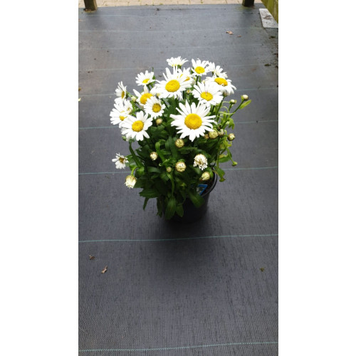 Leucanthemum Snow Lady - Margriet