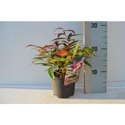 Druifheide - Leucothoe keiskei 'Burning Love' 