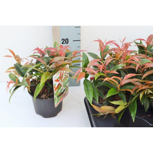 Druifheide - Leucothoe keiskei 'Royal Ruby'