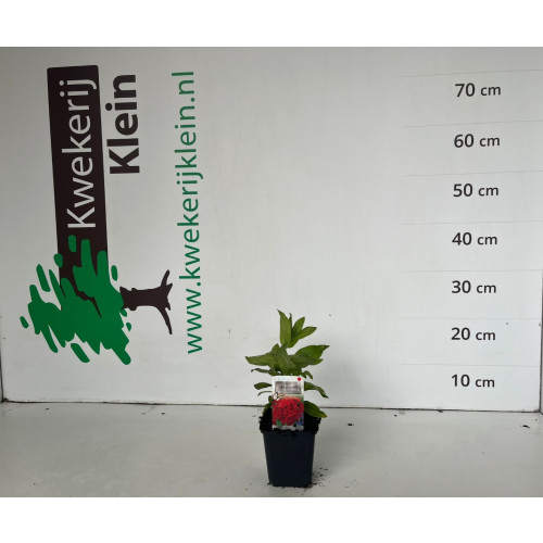 Lychnis arkwrightii Vesuvius - Koekoeksbloem