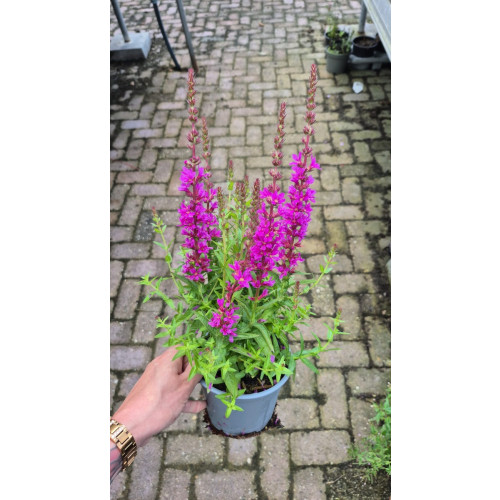 Lythrum virg. Dropmore Purple - Kattestaart