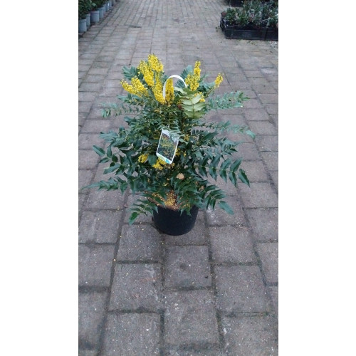 Mahonia media Winter Sun