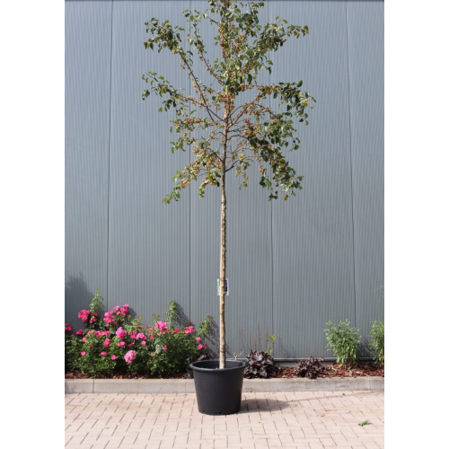 Malus 'Evereste' - Sierappel - boom
