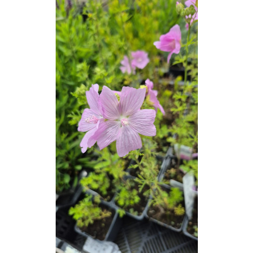 Malva moschata Rosea - Muskuskaasjeskruid