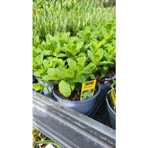 Mentha piperita - Munt 