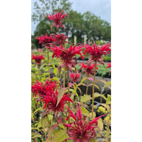 Monarda Mahogany - Bergamot