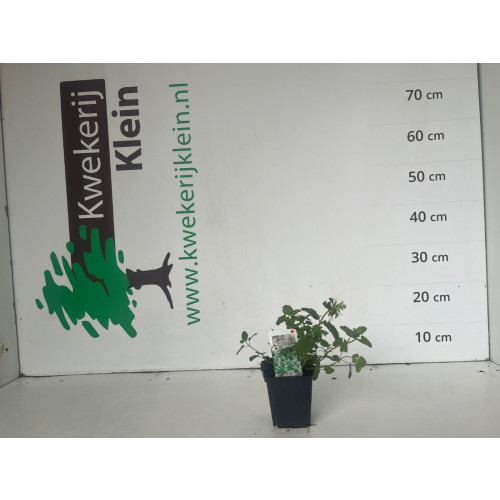 Nepeta racemosa Snowflake - Kattenkruid