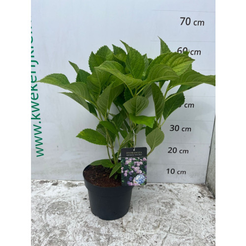 Hydrangea macr. Nikko Blue - Bolhortensia