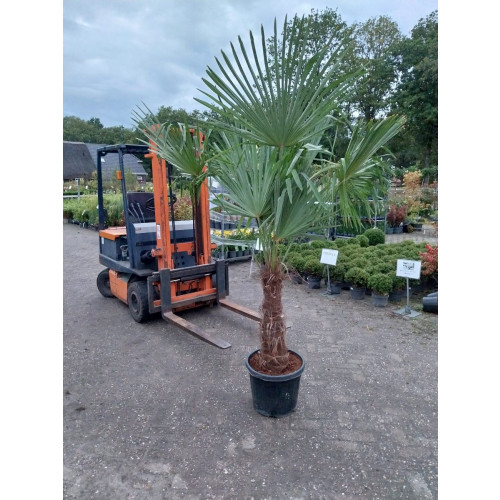 Trachycarpus fortunei - Palmboom
