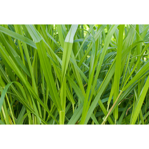 Panicum virg. Northwind - Vingergras