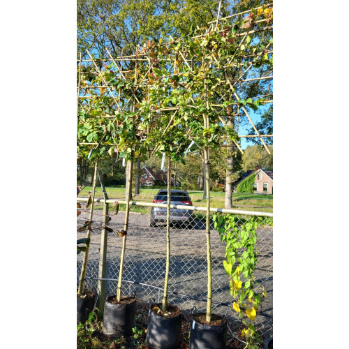 Parrotia persica - Leiboom