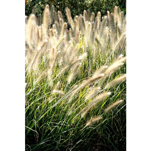 Lampenpoetser - Pennisetum alopecuroides Viridescens