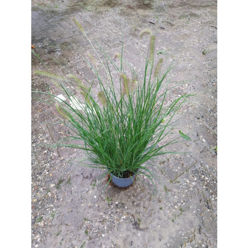 Pennisetum alop. Hameln - Lampenpoetser