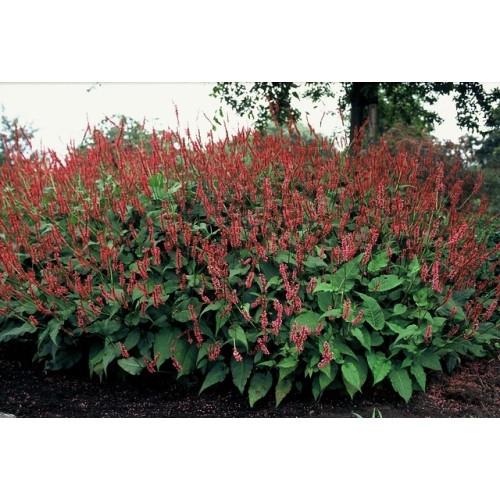Persicaria a. Speciosa - Duizendknoop